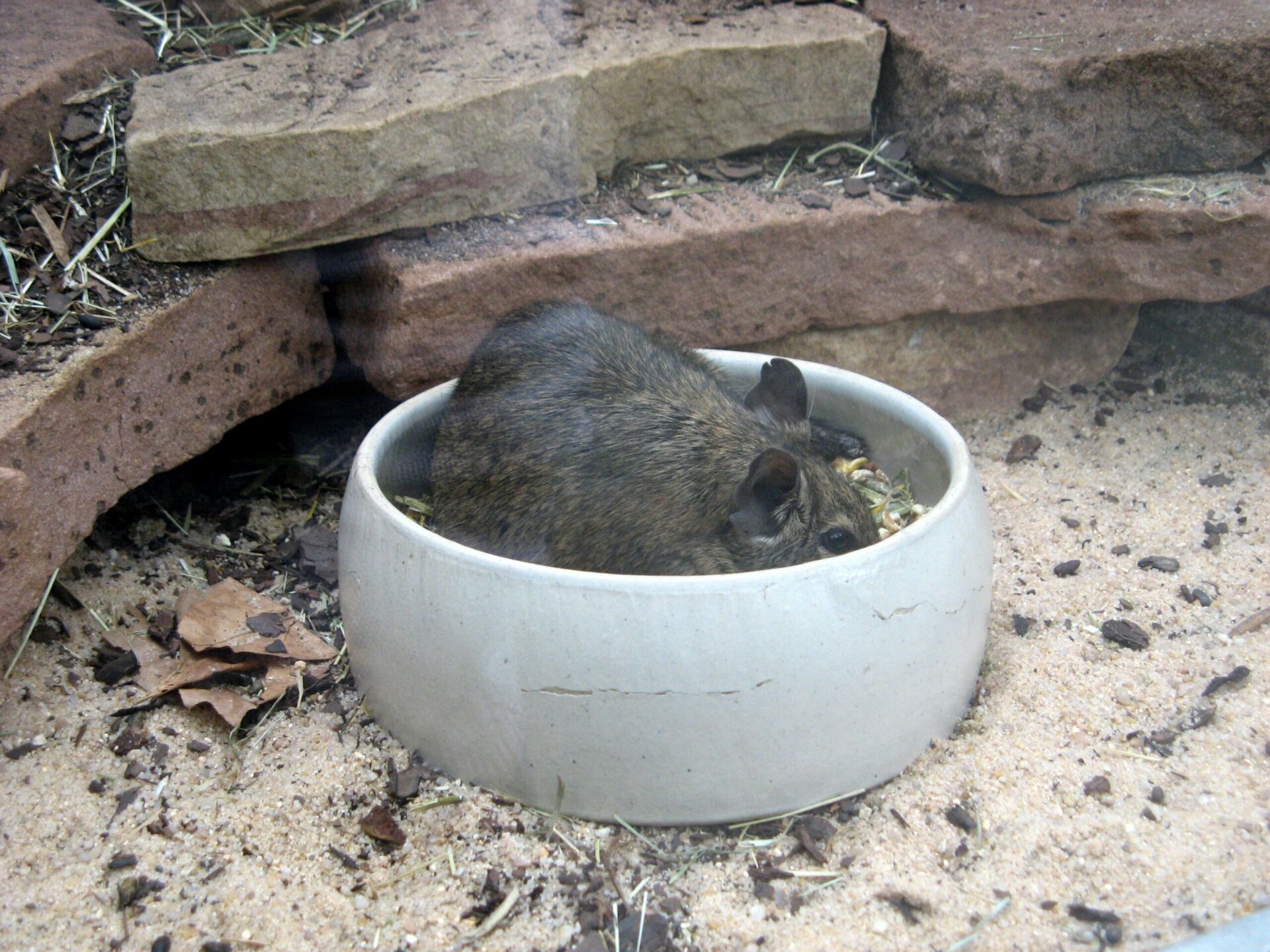 The Bowl Useful For The Degu World Of Degus