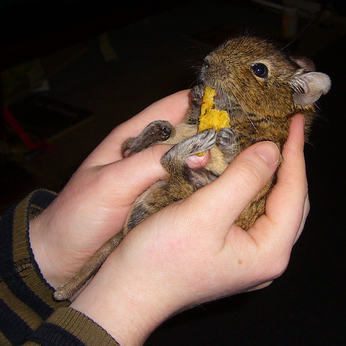 How To Tame A Degu World Of Degus