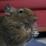 What to do when your degu has given birth to babies ?