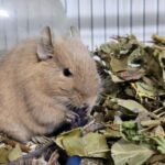 Can degu eat cereals?