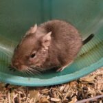 False caudal autotomy or tail loss / fur slip in degus (broken/dropped tail)