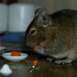 Can degu eat fruits / vegetables ?