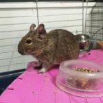 French, European, and Canadian Legislation on degus