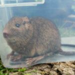 Octodon pacificus: a rediscovered cousin of the common degus